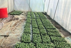 北湖的吃瓜视频,揭秘网红美食背后的故事