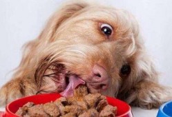 狗怎么吃佛手瓜视频,萌宠美食新体验