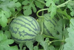 盐城最新吃瓜事件视频,视频揭秘惊人真相