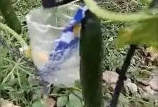 丰县吃瓜事件真相视频,揭开真相背后的惊人内幕