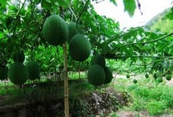 吊瓜可以带皮吃吗视频教程,教你轻松带皮食用的美味秘诀