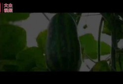 村民看吃瓜视频,吃瓜视频背后的乡村生活变迁