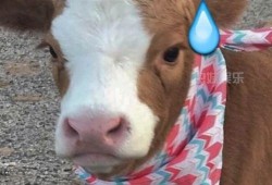 抖音吃瓜搞笑的视频,笑料百出，瓜田里的欢乐时光