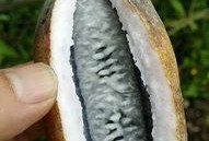 八月瓜摘吃视频大全,视频大全带你领略田园风味