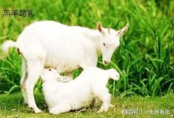 网红小羊没烦恼吃瓜视频,揭秘吃瓜界的欢乐时光