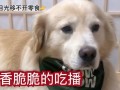 吃瓜小狗的配音视频,萌态可掬，笑料百出