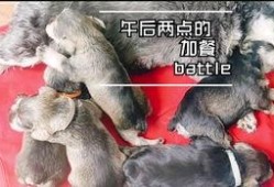 会吃瓜的小狗故事视频,趣味横生的故事视频