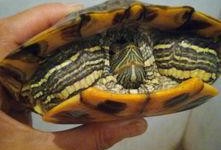 乌龟吃羊角蜜瓜视频大全,趣味视频大盘点