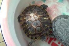 乌龟吃羊角蜜瓜视频播放,萌宠美食新体验