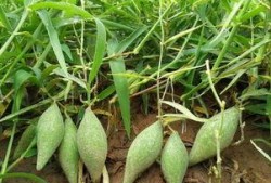 地梢瓜能做什么菜吃呢视频,创意家常菜制作指南