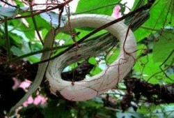 强子吃蛇瓜视频在线观看,在线观看惊险刺激一幕