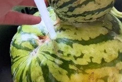 河南搞笑吃瓜视频大全,笑料百出，欢乐无限