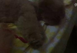 姐弟吃瓜的视频,笑料百出，揭秘娱乐圈幕后趣闻