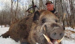 野猪吃哈密瓜视频,哈密瓜成美食盛宴