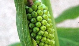 风吹半夏五人组吃瓜视频,笑料百出！