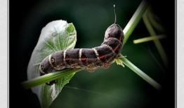 什么瓜没虫吃还能吃呢视频,揭秘无虫害瓜果的奥秘