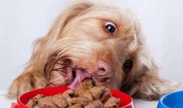 茄瓜能给狗吃吗视频大全,视频大全揭秘营养与注意事项