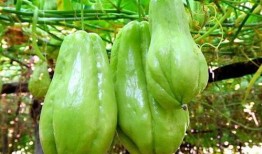 大哥吃佛手瓜视频大全,视频大全回顾