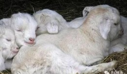 小羊的吃瓜视频大全,欢乐时光，尽享瓜界盛宴