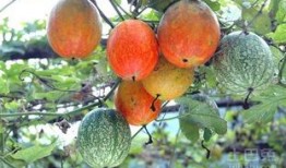 吊瓜怎么吃吊瓜视频,轻松学会吊瓜美味吃法