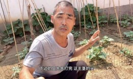 朝阳吃瓜大爷视频大全,揭秘视频背后的趣味人生