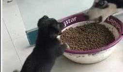 二哈搞笑视频带你吃瓜