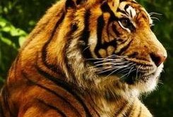 吃瓜视频龙虎,揭秘吃瓜视频背后的精彩故事