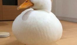 小鸭子可以吃蜜瓜吗视频,小鸭子尝鲜蜜瓜视频解析