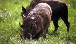 野猪吃哈密瓜视频,哈密瓜成美食盛宴