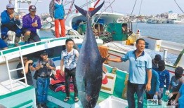 渔民进台湾吃瓜视频大全,一场别开生面的吃瓜盛宴