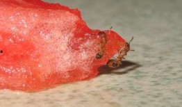 蚂蚁吃瓜的视频,揭秘蚂蚁吃瓜的趣味瞬间