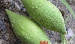 地梢瓜能做什么菜吃呢视频,创意家常菜制作指南