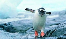 企鹅吃瓜爆料视频大全,视频大全带你领略娱乐圈风云变幻