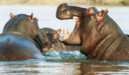 河马哥吃瓜视频,揭秘娱乐圈幕后真相