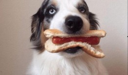 茄瓜能给狗吃吗视频大全,视频大全揭秘营养与注意事项