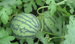 盐城最新吃瓜事件视频,视频揭秘惊人真相