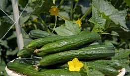 嫩瓜尖花怎么吃最好视频,视频教你轻松烹饪