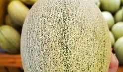 玉珑蜜瓜好吃吗怎么吃视频,视频教你如何品尝佳肴