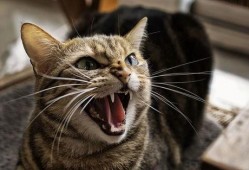 猫咪吃瓜收纳游戏视频教程,趣味互动，打造整洁猫窝