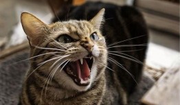 猫咪吃瓜收纳游戏视频教程,趣味互动，打造整洁猫窝