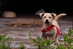 田园犬吃瓜视频,萌态十足引网友爆笑