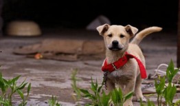 田园犬吃瓜视频,萌态十足引网友爆笑