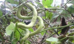 小巷人家吃蛇瓜视频,揭秘蛇瓜的独特烹饪之旅