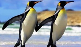 企鹅吃瓜爆料视频大全,视频大全带你领略娱乐圈风云变幻