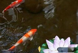锦鲤直播间四人吃瓜视频,四人口碑炸裂，吃瓜视频引发热议