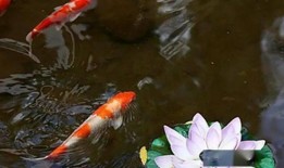 锦鲤直播间四人吃瓜视频,四人口碑炸裂，吃瓜视频引发热议