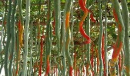 吃蛇瓜的视频在线观看,视频揭秘其独特魅力与食用方法