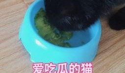 猫咪吃洋瓜视频,萌宠尝鲜记