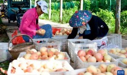 济宁微山吃瓜新闻视频,一场别开生面的夏日盛宴