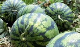 临沧吃瓜事件视频最新,一场网络热议背后的真相揭秘